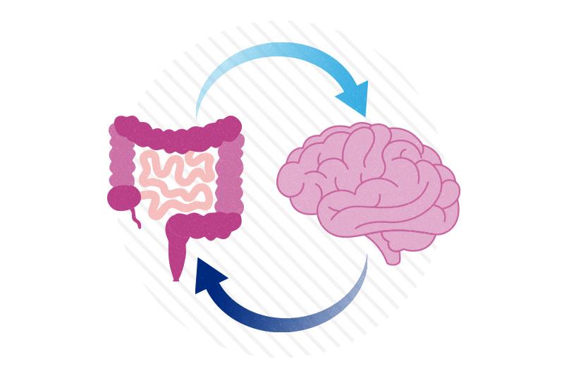 Gastrointestinal tract and brain