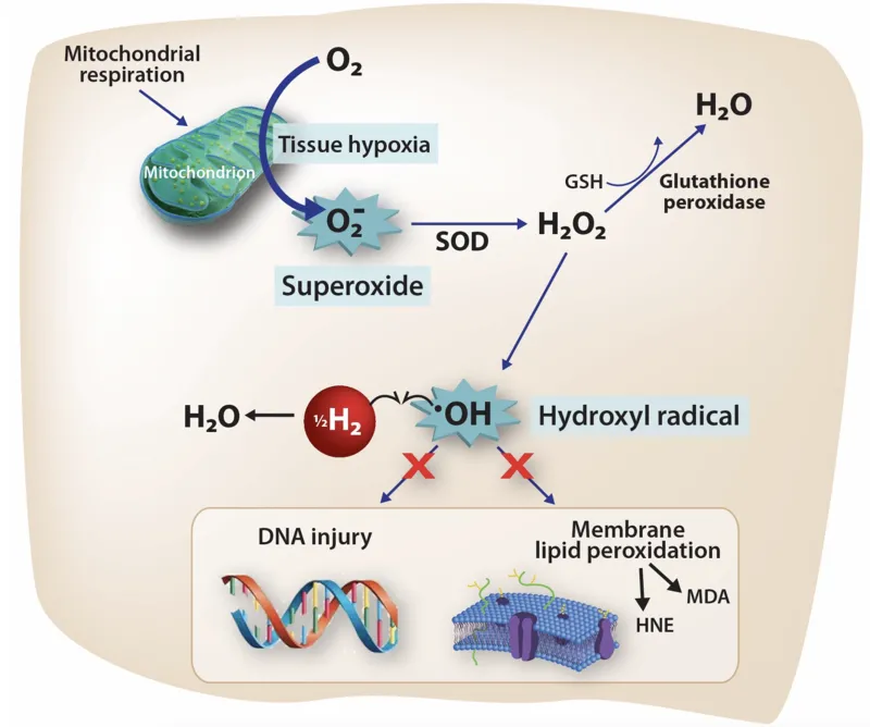When a part of the cell called the mitochondrion is deprived of oxygen, a condition known as tissue hypoxia, the cell manufacturers toxic chemicals like superoxide.  This is converted to peroxide (H2O2) and then to hydroxyl (*OH) radical, which directly c