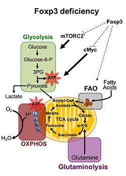 Diagram of Foxp3