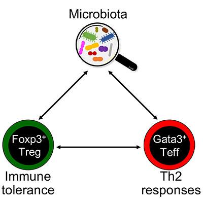 Microbiota-tolerance-Th2-response