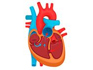 illustration of heart with blue and red blood vessels showing blood flow directions