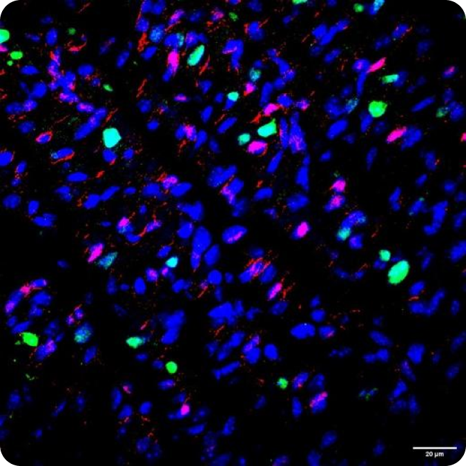 Microscopic image of regenerative cardiomyocytes.