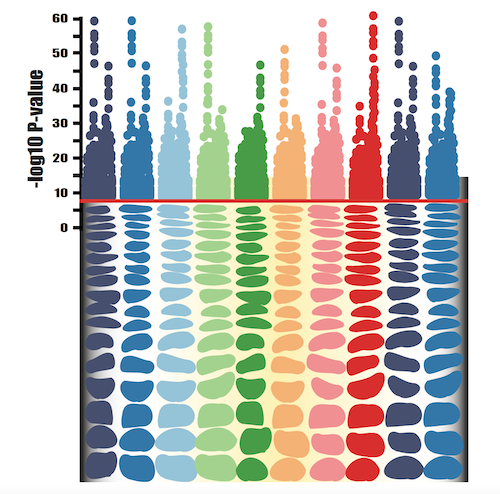 chart of ten rows of grotwh plates in numerous rainbow colors showing -log10 P-Value