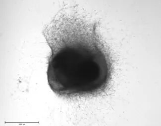 A dark blob spreading out on a grey surface.