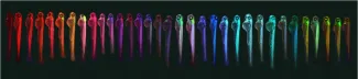 Zebrafish in rainbow colors