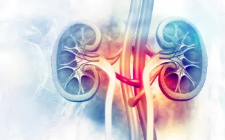 An artist rendering of the kidneys.