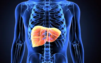 A blue skeletal x-ray with the liver highlighted in the middle in bright orange.