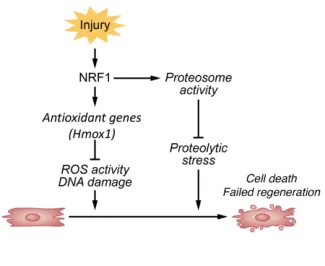 infographic showing how an injury goes from NRD1 to either antixidont genes and ROS activity DNA damage or proteosome activity and then stress to cell death failed regeneration