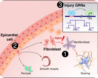 Fibroblast tear repairs itself with epicardial cell.